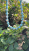 Murano glas halsketting San Remo turchese detail - handgemaakte turkooizen glazen kralen van Corte Murrina