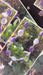 Murano glas halsketting Sienna Argento viola bianco - handgemaakt paars-wit Venetiaans glas