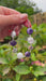 Murano glas armband Sienna viola argento - handgemaakt paars Venetiaans glas met sterling zilver